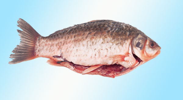 SY-188C殺魚(yú)機(jī) 