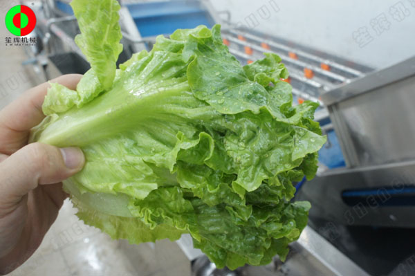 蔬果無損清洗機(jī)