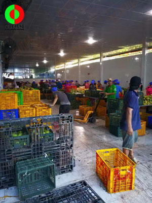 工程團(tuán)隊實地現(xiàn)場考察,為客戶提供整套芒果加工生產(chǎn)線方案!