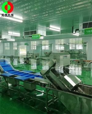 廣西蒙山標(biāo)準(zhǔn)化凈菜加工車(chē)間項(xiàng)目，毛菜加工車(chē)間順利完工！